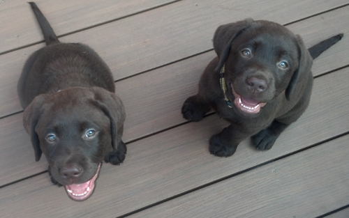 Tedi and Jace - 9 weeks old